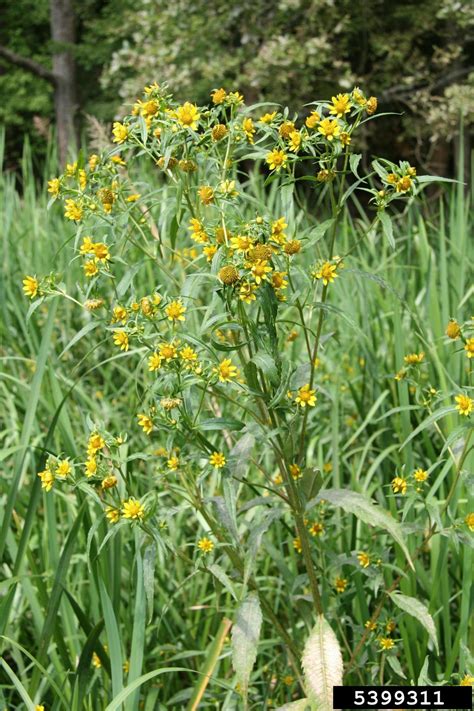 nodding beggarticks (Bidens cernua)