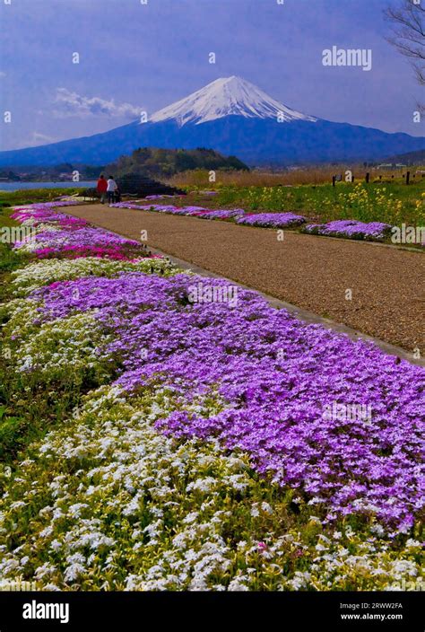 Shiba-zakura (grass cherry blossoms) in Oishi Park and Mt. Fuji Stock Photo - Alamy