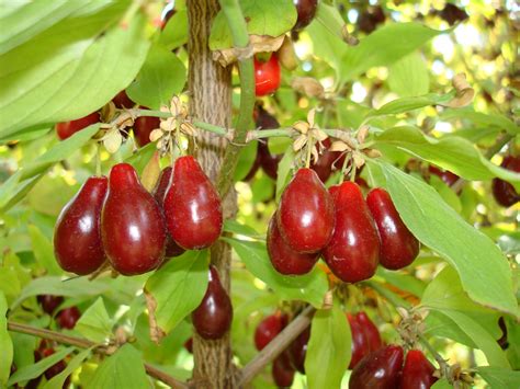 Cornelian Cherry (Cornus mas) - hardy fruit trees for orchards - Carya nursery