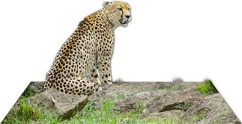 Cheetah 3d 1 Free Stock Photo - Public Domain Pictures