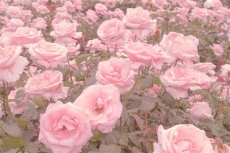 right here | Flower aesthetic, Pastel pink aesthetic, Pink aesthetic