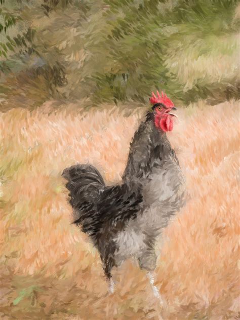 Gamecock / Rooster in the Field - Alicia Leeke Contemporary American ...