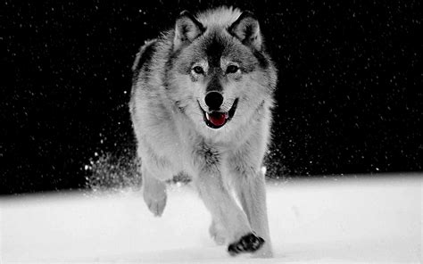 🔥 Free download Free Wallpaper Archive DogWolf Wallpapers [1600x1000] for your Desktop, Mobile ...