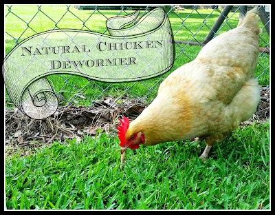 Natural Chicken Dewormer