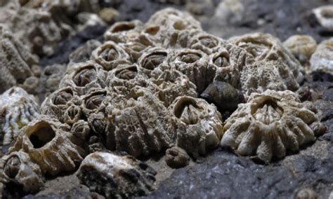 barnacle life cycle - Barnegat Bay Shellfish