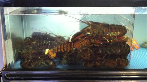 Lobster tank at Rockland Cafe - YouTube