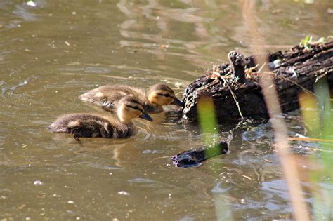 Ducklings at the Pond