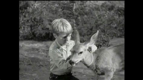 Lassie - Episode #226 - "'The Renegade" - Season 7, Ep 7 - 10/23/1960 ...