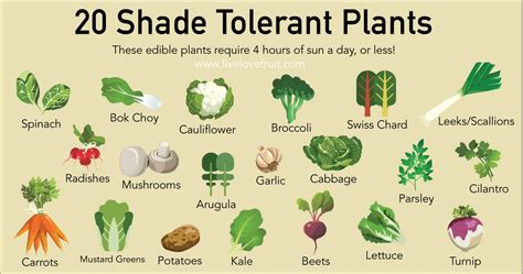 20 Shade Tolerant Plants To Grow In Your Garden This Summer