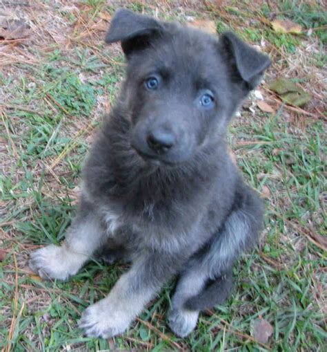 Everything About Blue German Shepherd Puppy | PETSIDI