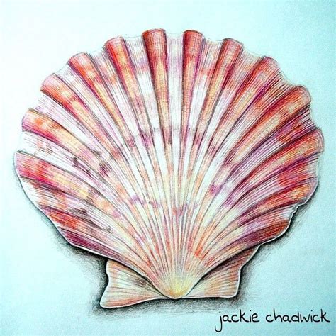 Pencil drawing. | Shell drawing, Seashell drawing, Shell artwork