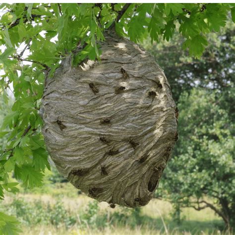 Why Do Wasps Build Nests? | 8 Facts You Didn't Know