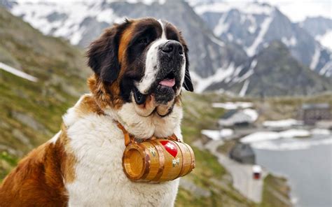 Are St Bernards Intelligent Dogs