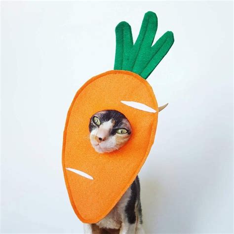 Carrot Cat Costume | Best Cat Costumes For Halloween 2019 | POPSUGAR ...