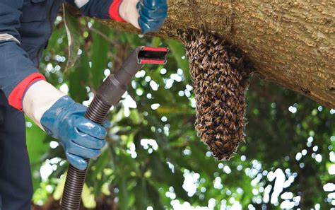 What Is A Bee Vacuum? The Essential Guide Bee Professor