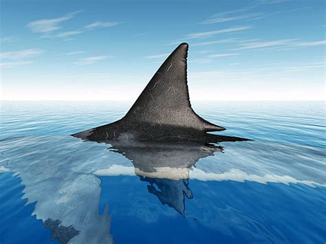 Great White Shark Pictures, Images and Stock Photos - iStock