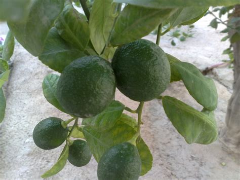 Free photo: Lime tree - Fruit, Green, Lime - Free Download - Jooinn