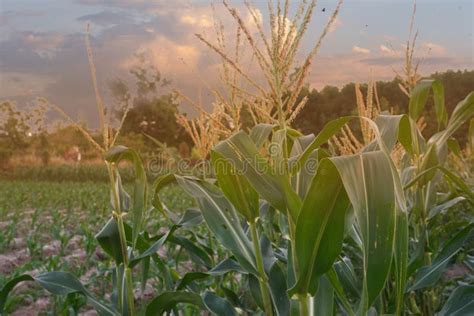 Beautiful Sunset in the Evening Over the Corn Field. Stock Image ...