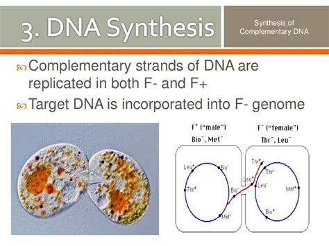 Bacterial Conjugation