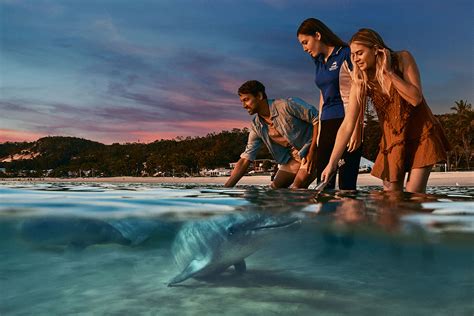 Dolphin feeding at Tangalooma Resort | Lost & Found