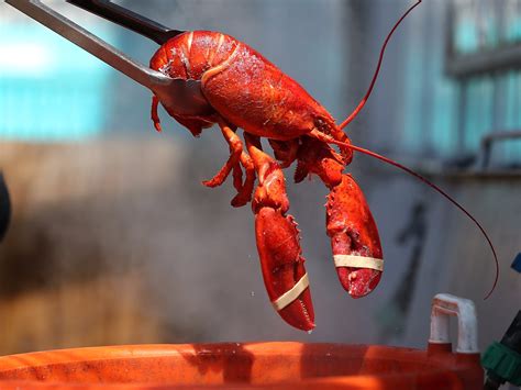 Lobster prices are on the rise - Business Insider