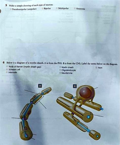 SOLVED: 5. Make a simple drawing of each type of neuron: - Pseudounipolar (unipolar) - Bipolar ...