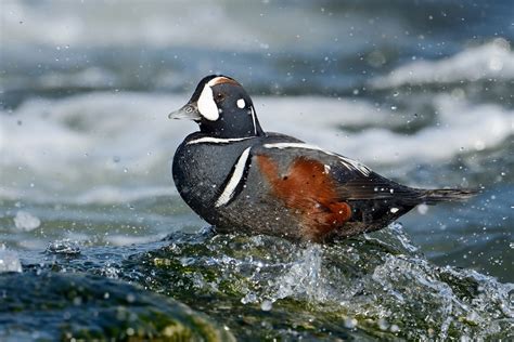 Harlequin Duck | Audubon Field Guide