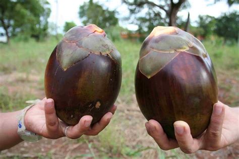 Pohon Kolang Kaling Dan Aren Tuak Pohon Batak Mengenai Minuman Khas Penghasil Enau Multifungsi ...