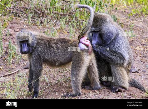 Papio Hamadryas Baboon Monkeys. Primate Baboon Monkey Mating Rituals ...