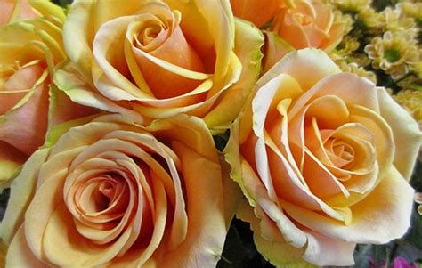 Peach Roses Meaning and Symbolism | All Rose Color Meanings