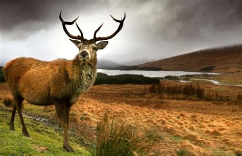 Scottish Wildlife: Animal Species Situated in Scotland - Arbtech