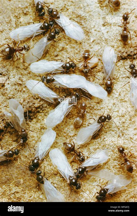 Flying ants swarm hi-res stock photography and images - Alamy