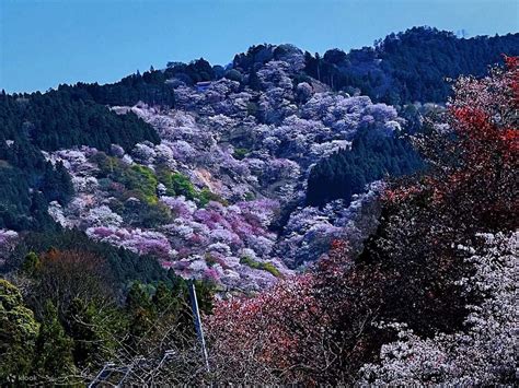 Mt Yoshino Join In Day Bus Tour from Nagoya - Klook Philippines