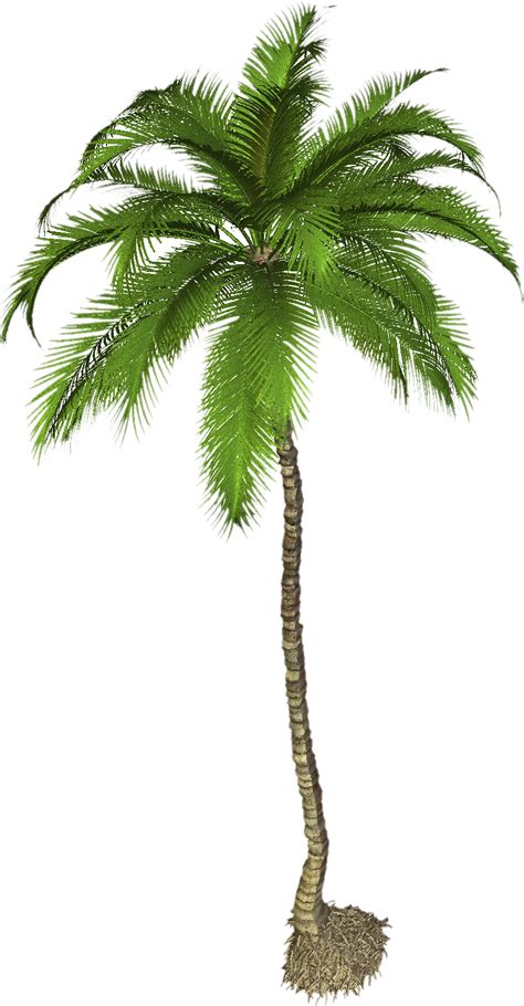 Palm Tree PNG Transparent Images - PNG All