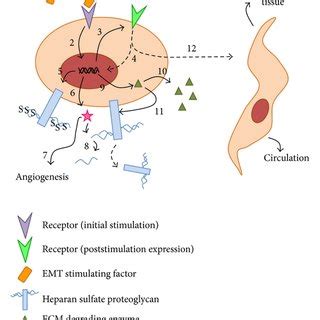 Heparan sulfate structure. Heparan sulfate glycosaminoglycan is linked... | Download Scientific ...