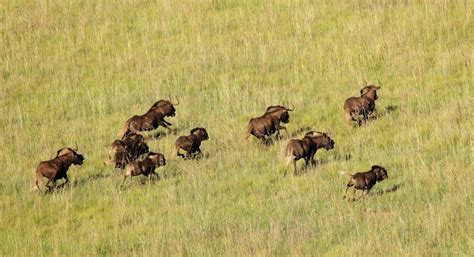 Black Wildebeest (Connochaetes gnou) | about animals