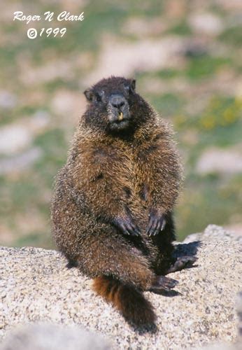 ClarkVision Photograph - Fat Yellow Bellied Marmot