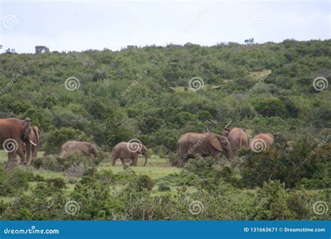 Elephant herd in forest stock image. Image of ivory - 131663671