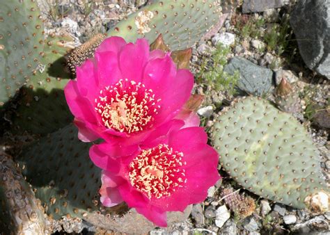 Gorgeous flower of the prickly pear cactus in my adopted home state of ...