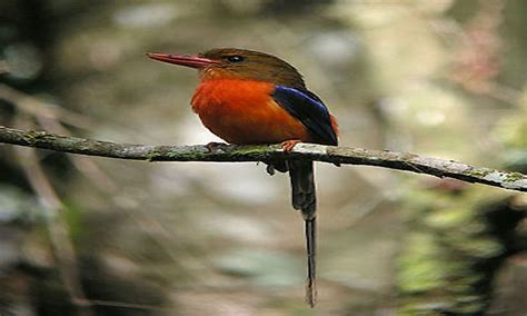 Endemic Birds Of Papua New Guinea - WorldAtlas.com