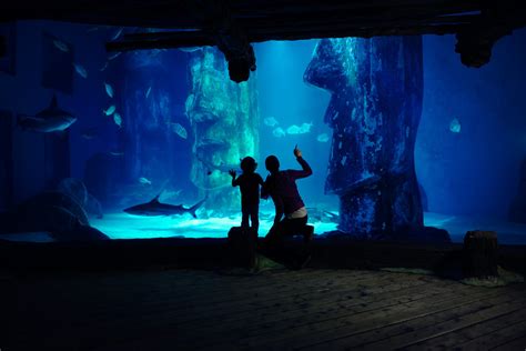 Top 10 Things to Do in London 6 is a must do in London - Aquarium ...