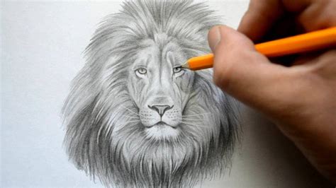 Time Lapse Drawing of a Lion - YouTube