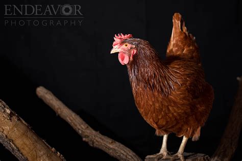 Farm Animals Photography - Endeavor Photography