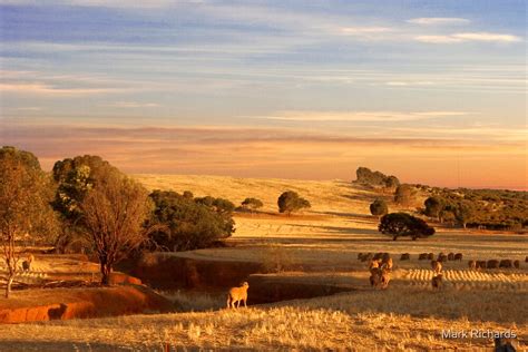 "Sheep Grazing at Sunset - Kanmantoo, South Australia" by Mark Richards ...