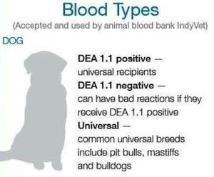 Do dogs have different blood types? What is the universal blood type for dogs? - Petsynse