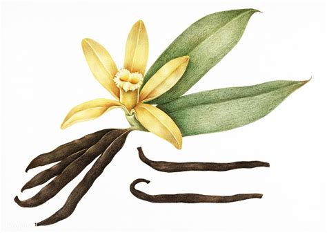 Illustration of vanilla | premium image by rawpixel.com | Vanilla plant ...