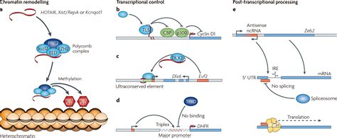 Long Non-coding RNA Sequencing Service, RNA-seq Profiling Service - Epigenetics