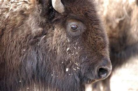 Deal allows Yellowstone bison slaughter