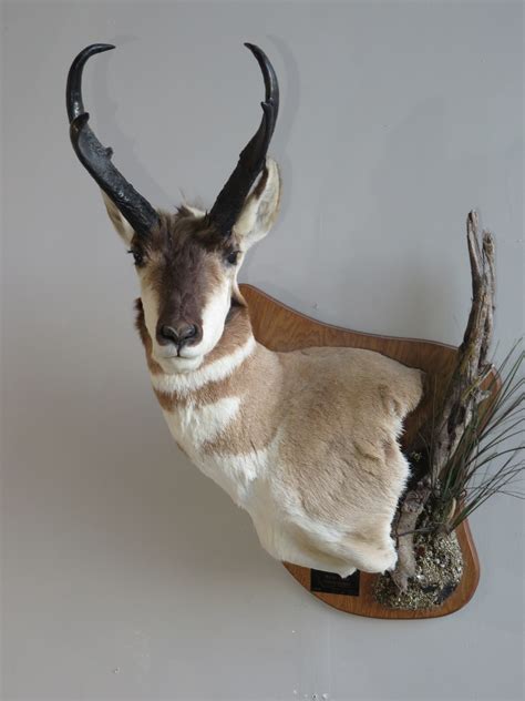 Antelope Taxidermy Mount for sale. A-125P – Mounts For Sale