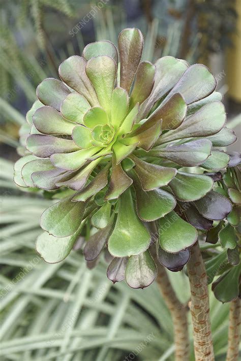 Tree aeonium (Aeonium arboreum) - Stock Image - C049/2567 - Science Photo Library